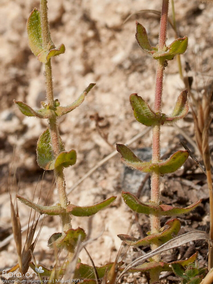 Hypericum pubescens - Caule | Miguel Porto; CC BY-NC 4.0