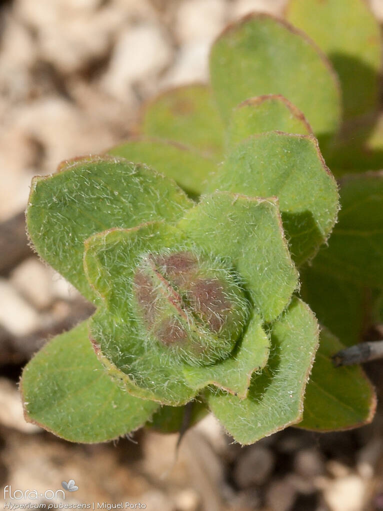 Hypericum pubescens - Folha | Miguel Porto; CC BY-NC 4.0