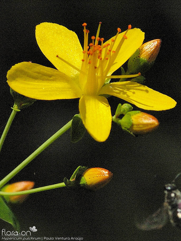 Hypericum pulchrum - Flor (close-up) | Paulo Ventura Araújo; CC BY-NC 4.0