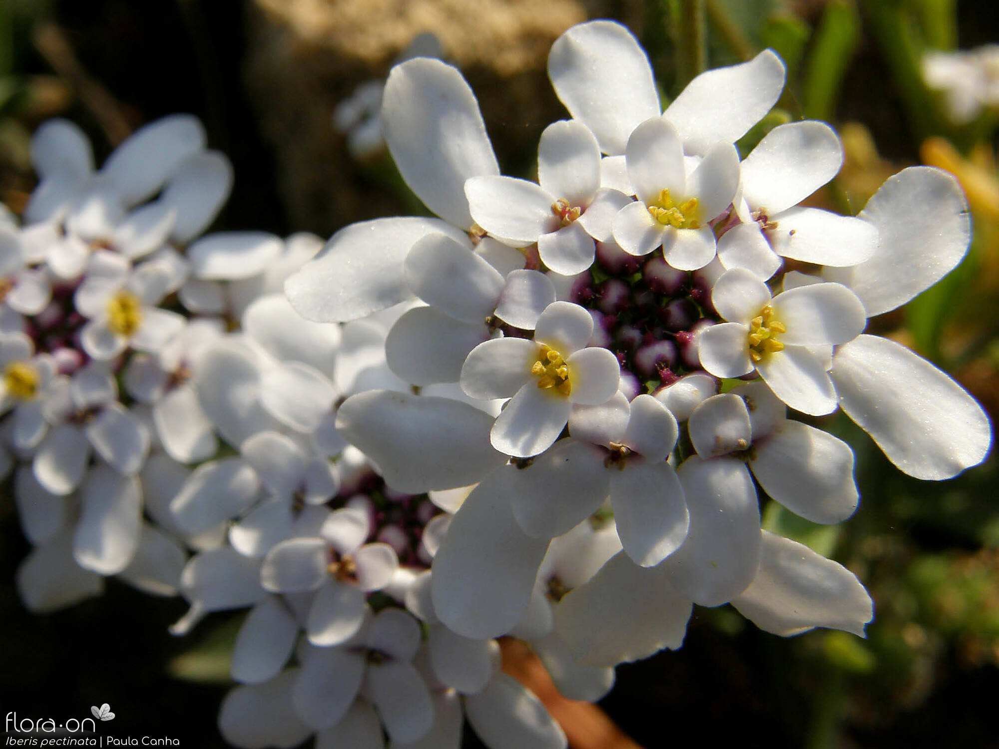 Iberis pectinata - Flor (close-up) | Paula Canha; CC BY-NC 4.0