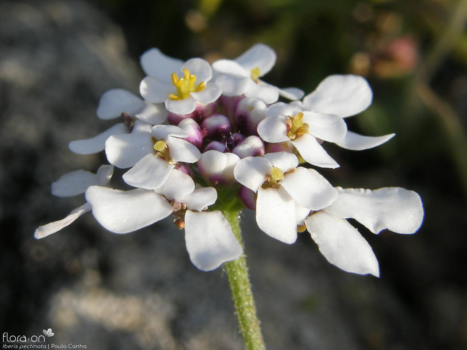Iberis pectinata - Flor (close-up) | Paula Canha; CC BY-NC 4.0