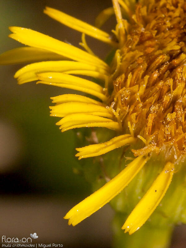 Inula crithmoides - Flor (close-up) | Miguel Porto; CC BY-NC 4.0