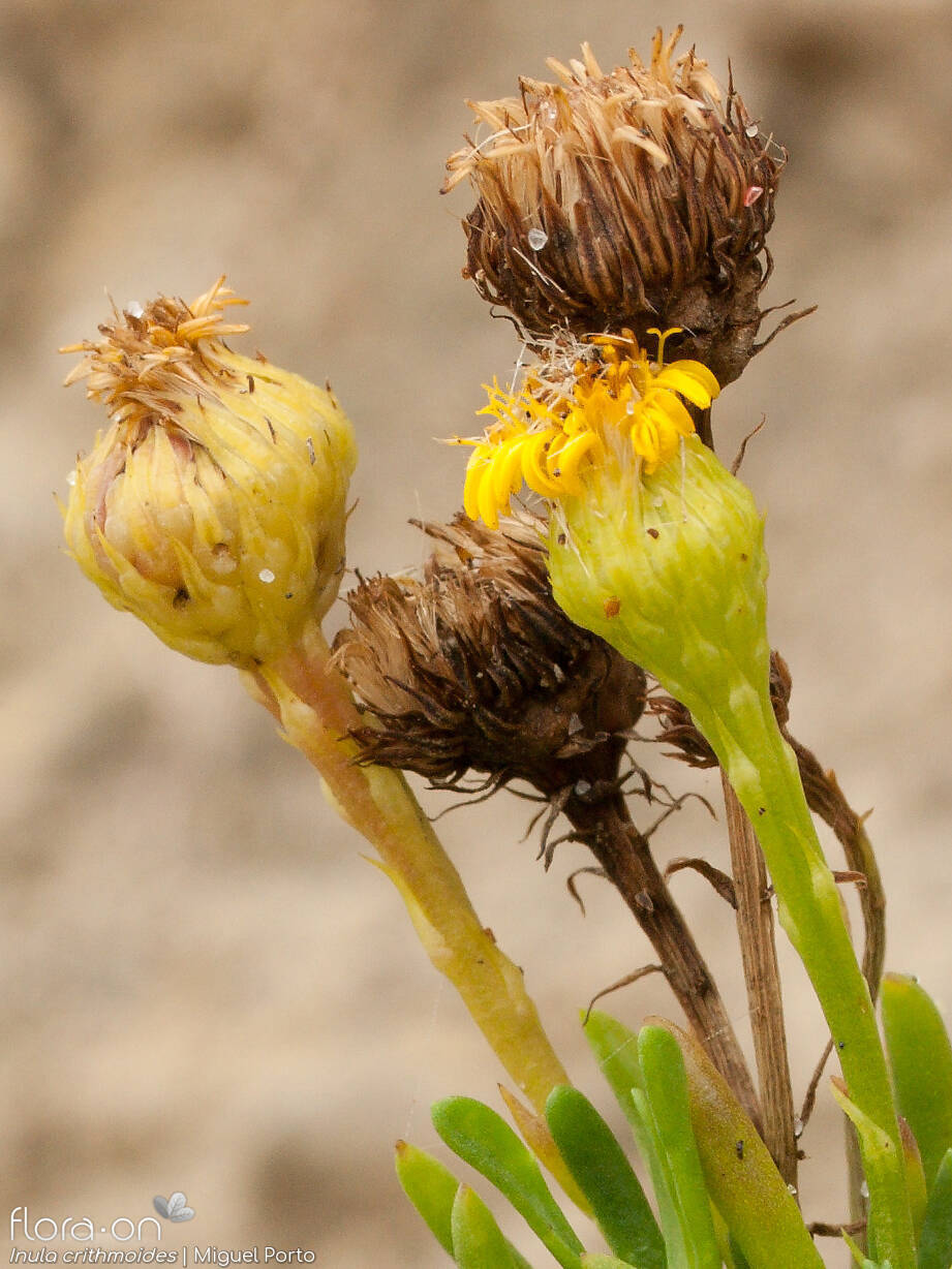 Inula crithmoides - Flor (geral) | Miguel Porto; CC BY-NC 4.0