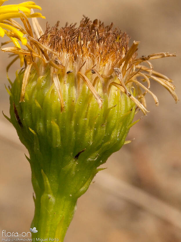 Inula crithmoides - Capítulo frutífero | Miguel Porto; CC BY-NC 4.0