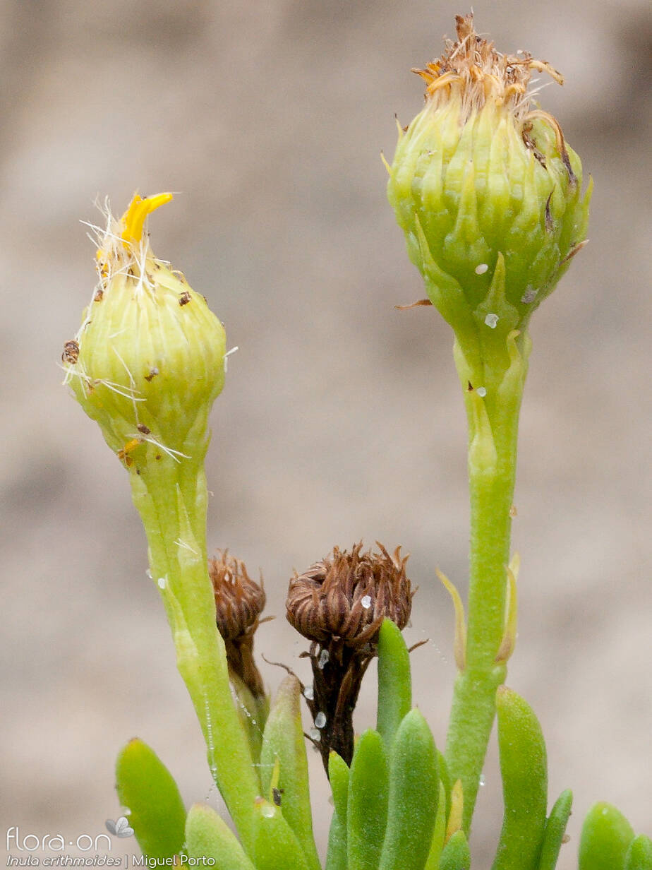Inula crithmoides - Capítulo | Miguel Porto; CC BY-NC 4.0