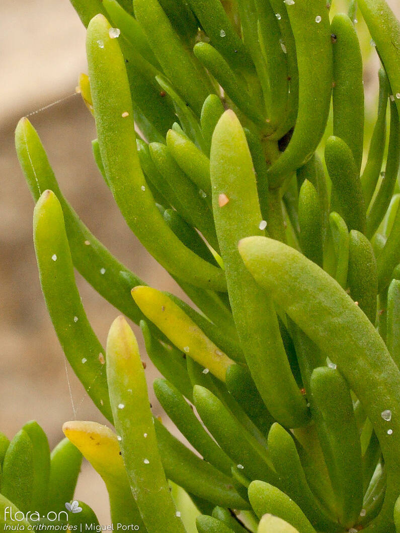 Inula crithmoides - Folha | Miguel Porto; CC BY-NC 4.0
