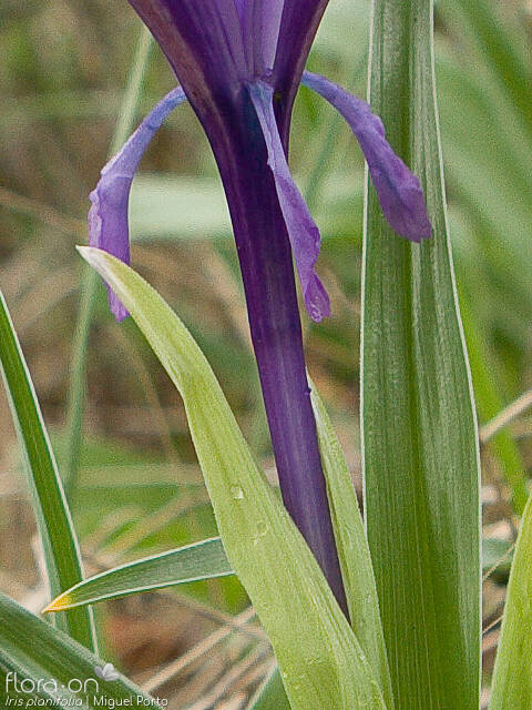 Iris planifolia - Bráctea | Miguel Porto; CC BY-NC 4.0
