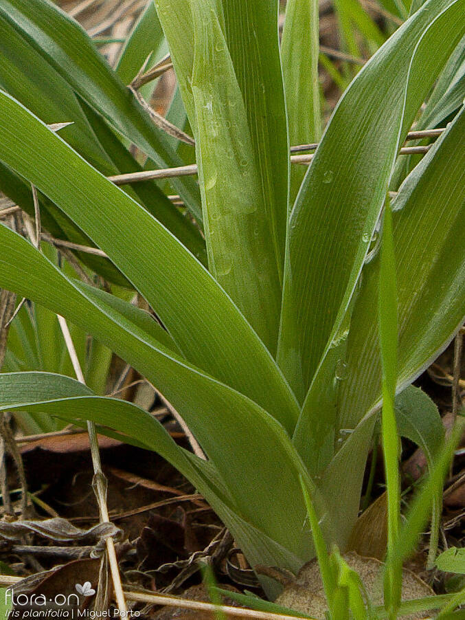 Iris planifolia - Folha | Miguel Porto; CC BY-NC 4.0