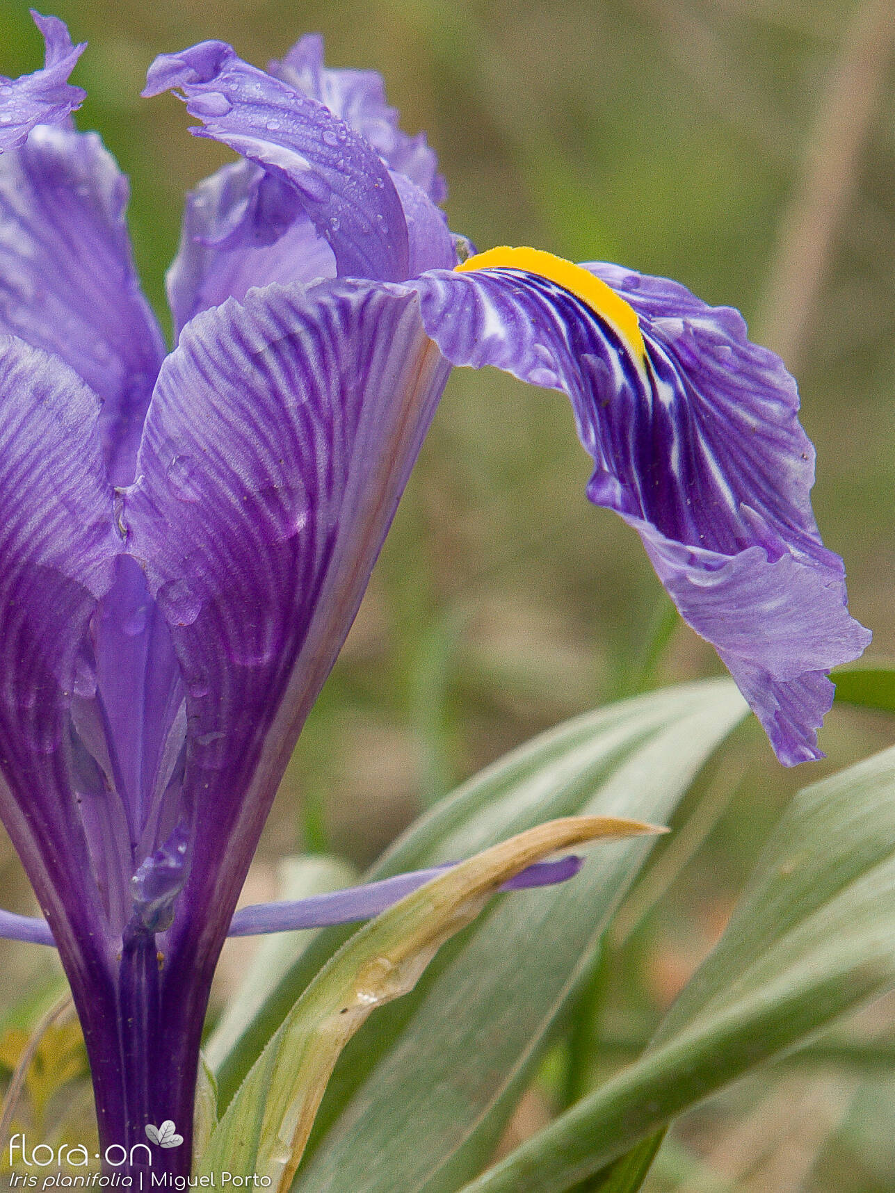 Iris planifolia - Flor (close-up) | Miguel Porto; CC BY-NC 4.0