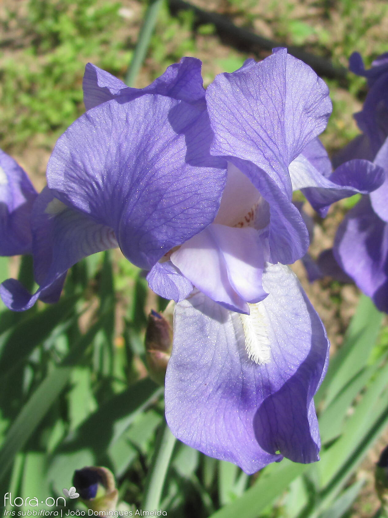 Iris subbiflora - Flor (close-up) | João Domingues Almeida; CC BY-NC 4.0