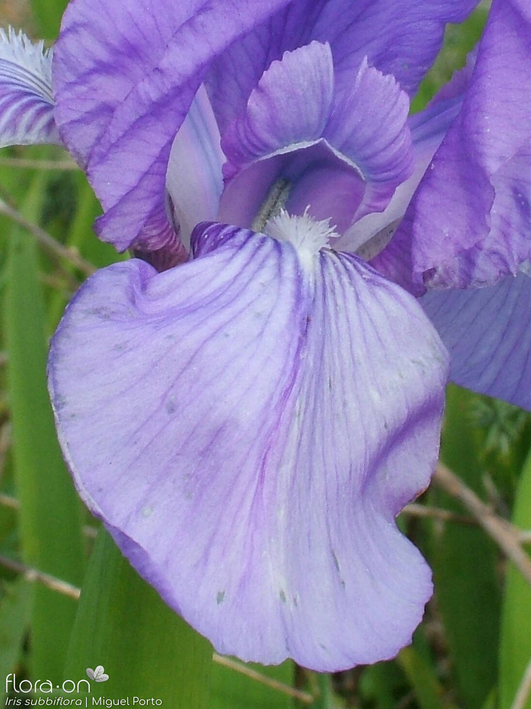 Iris subbiflora - Flor (close-up) | Miguel Porto; CC BY-NC 4.0