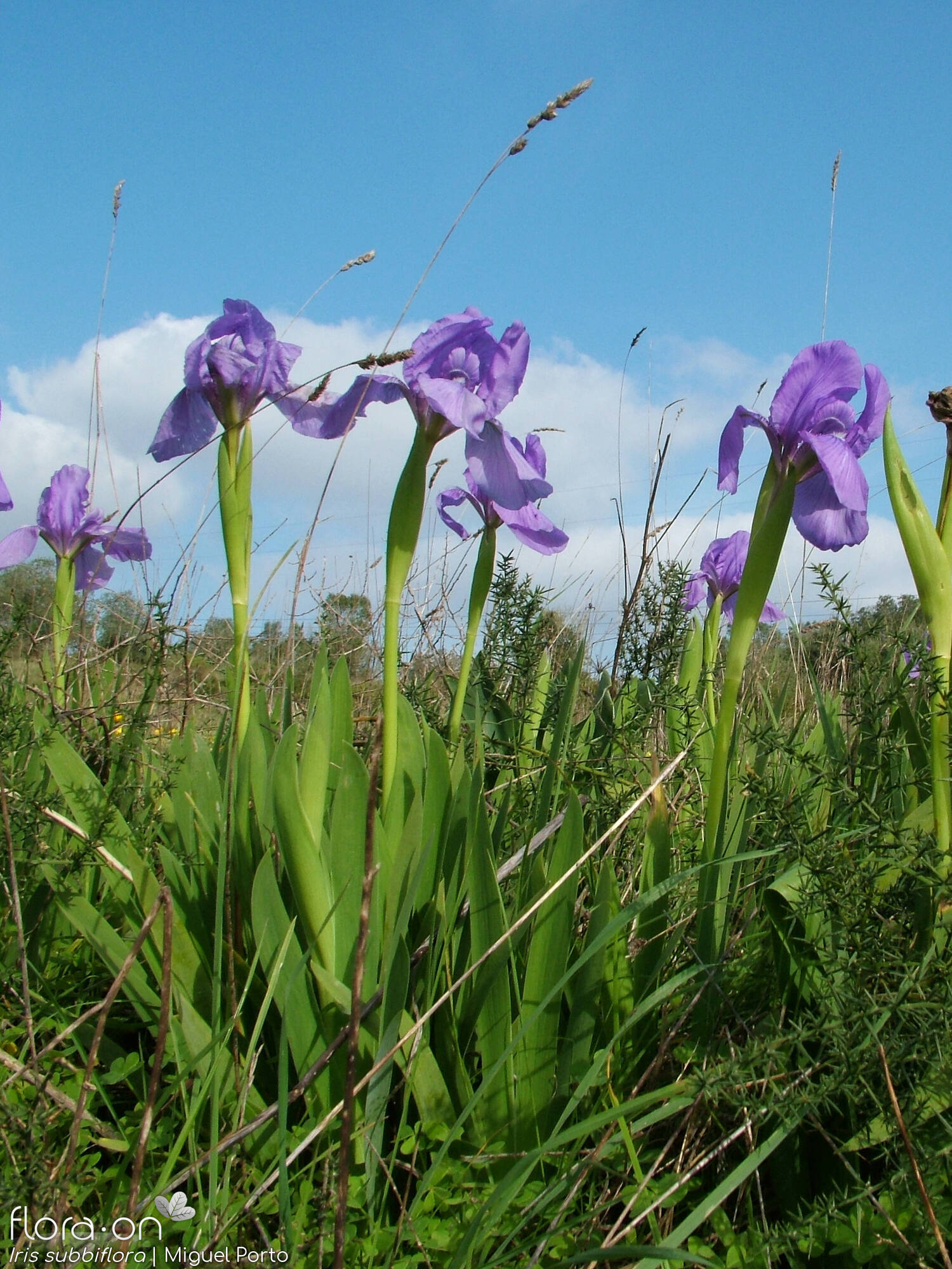 Iris subbiflora - Hábito | Miguel Porto; CC BY-NC 4.0