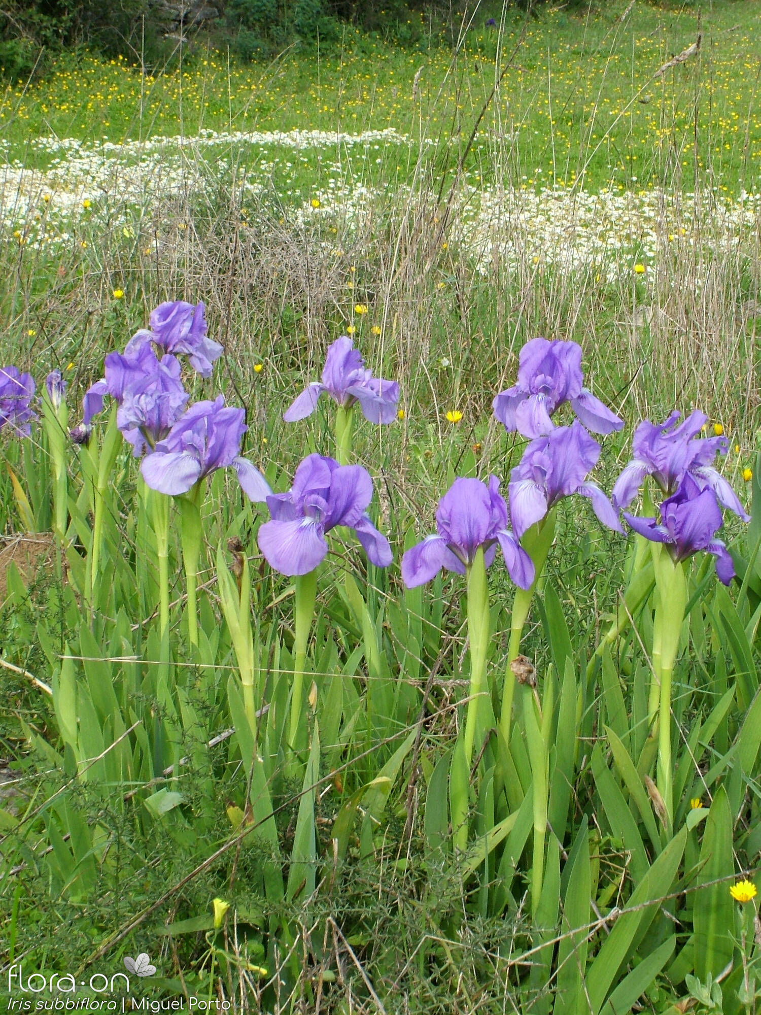 Iris subbiflora - Hábito | Miguel Porto; CC BY-NC 4.0