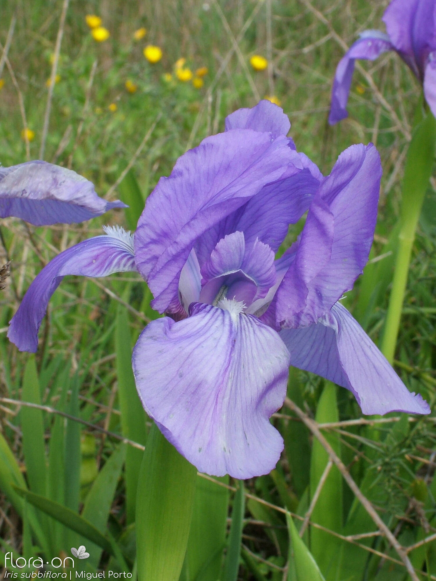 Iris subbiflora - Flor (close-up) | Miguel Porto; CC BY-NC 4.0