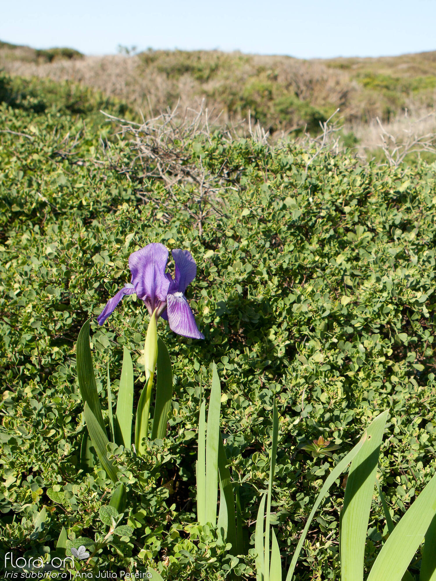 Iris subbiflora - Habitat | Ana Júlia Pereira; CC BY-NC 4.0