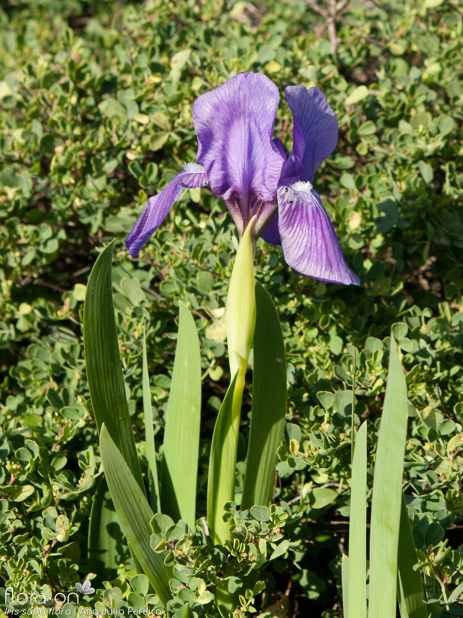 Iris subbiflora - Hábito | Ana Júlia Pereira; CC BY-NC 4.0