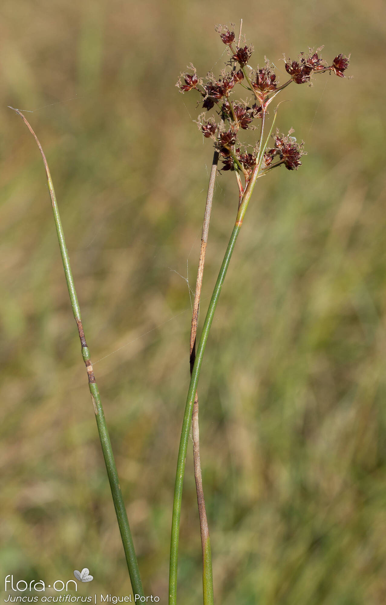 Juncus acutiflorus - Flor (geral) | Miguel Porto; CC BY-NC 4.0