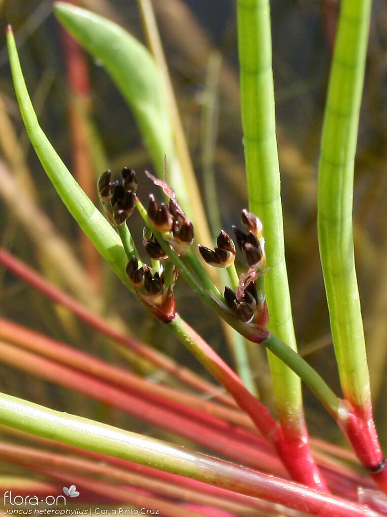 Juncus heterophyllus - Flor (close-up) | Carla Pinto Cruz; CC BY-NC 4.0