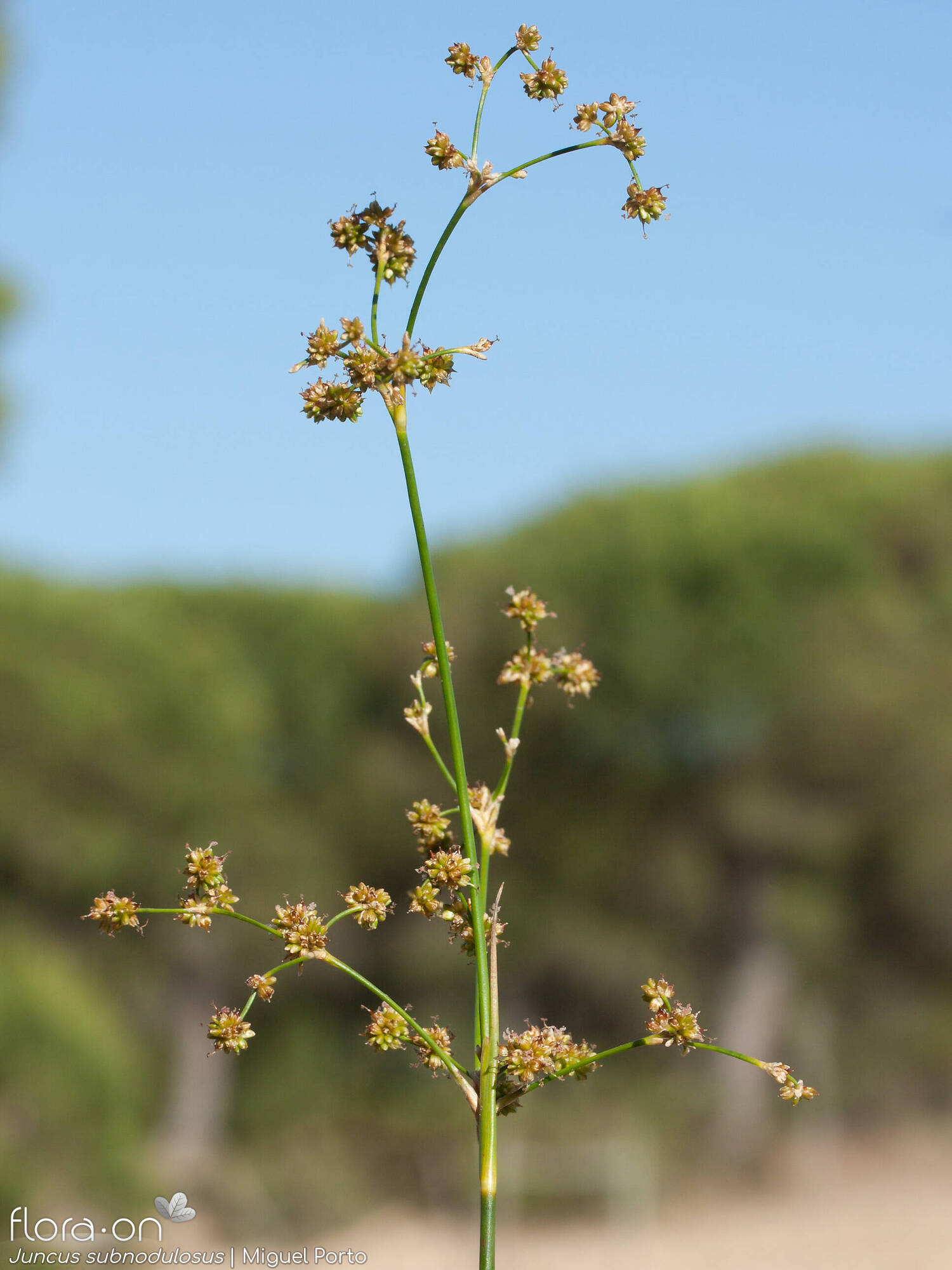 Juncus subnodulosus - Flor (geral) | Miguel Porto; CC BY-NC 4.0