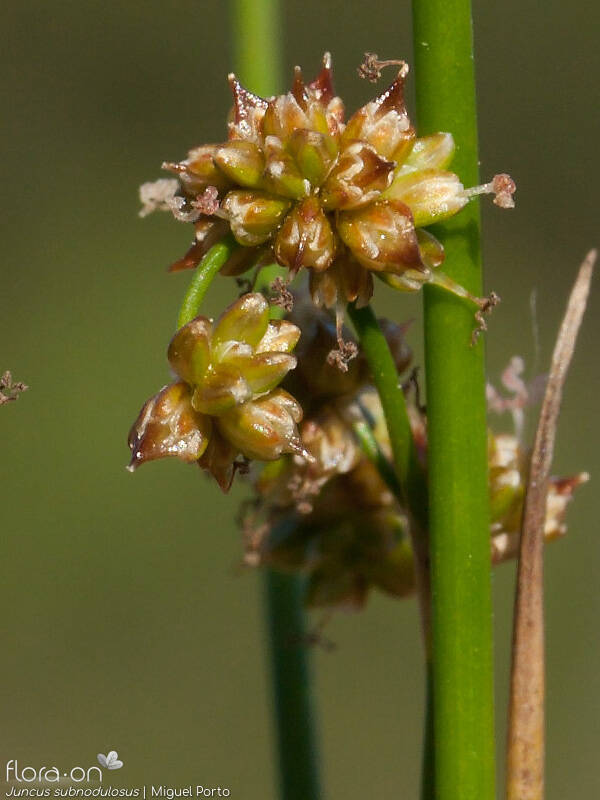 Juncus subnodulosus - Flor (close-up) | Miguel Porto; CC BY-NC 4.0