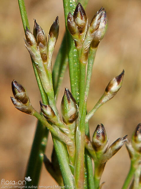 Juncus tenageia - Flor (close-up) | Miguel Porto; CC BY-NC 4.0