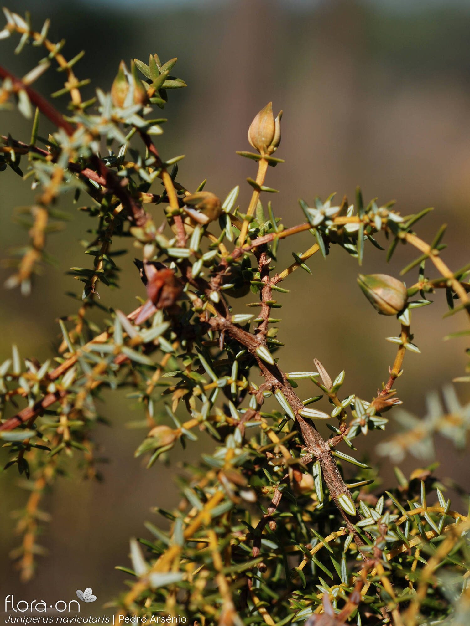 Juniperus navicularis - Ramo | Pedro Arsénio; CC BY-NC 4.0