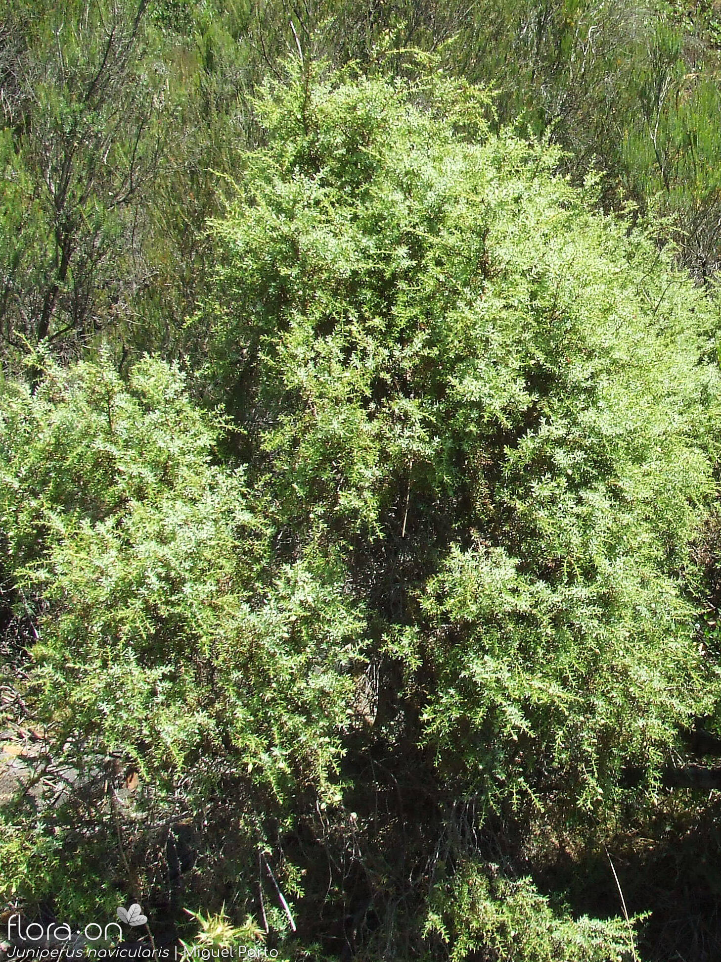 Juniperus navicularis - Hábito | Miguel Porto; CC BY-NC 4.0