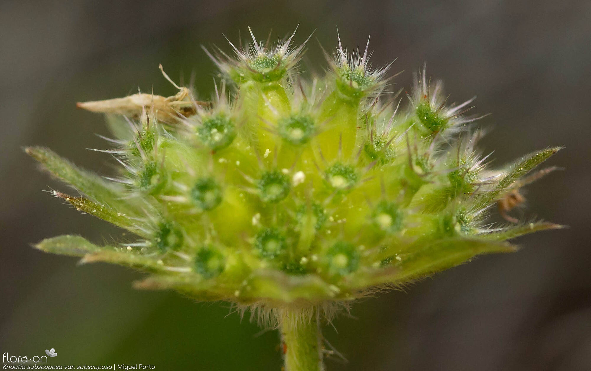 Knautia subscaposa subscaposa - Fruto | Miguel Porto; CC BY-NC 4.0