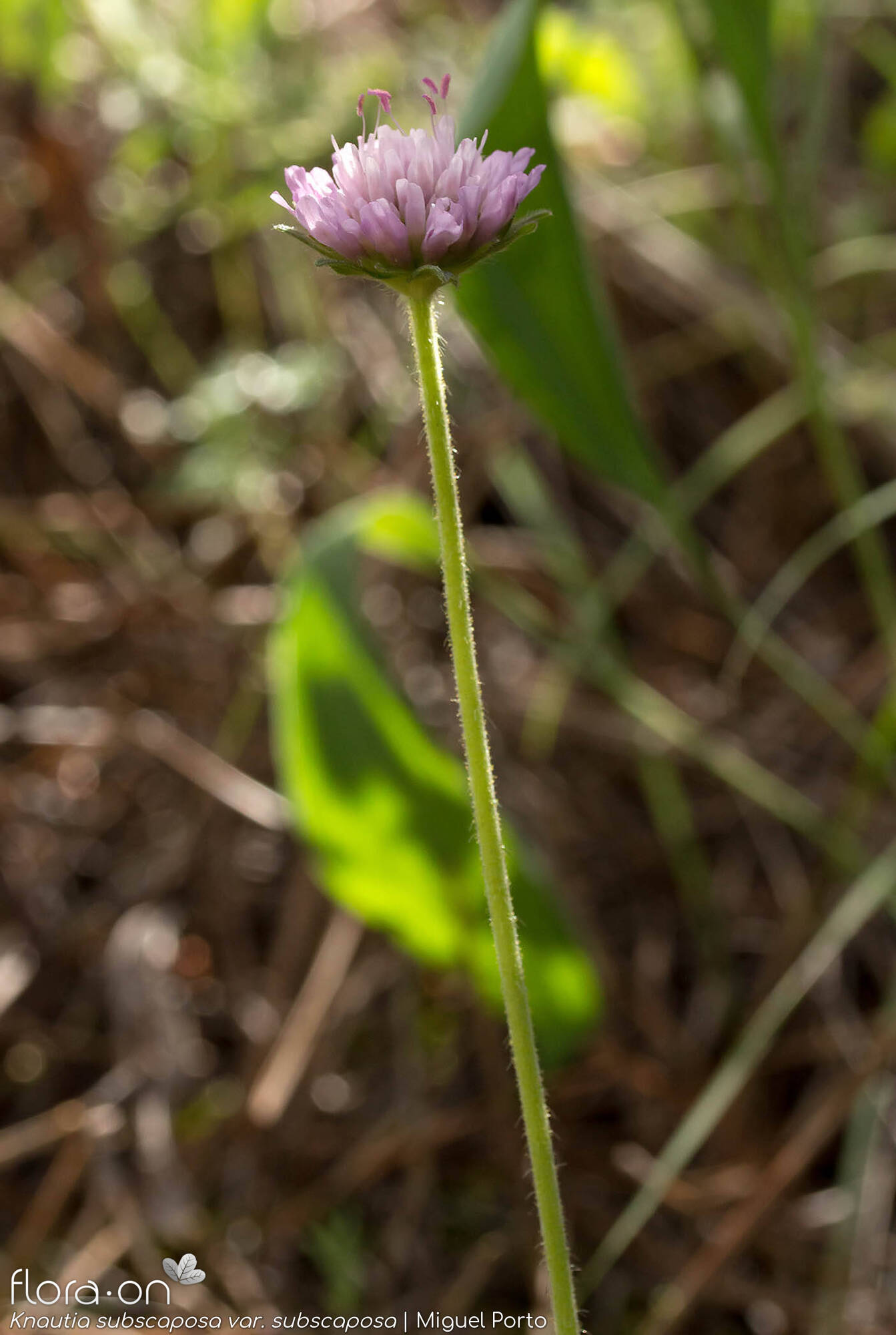 Knautia subscaposa subscaposa - Flor (geral) | Miguel Porto; CC BY-NC 4.0