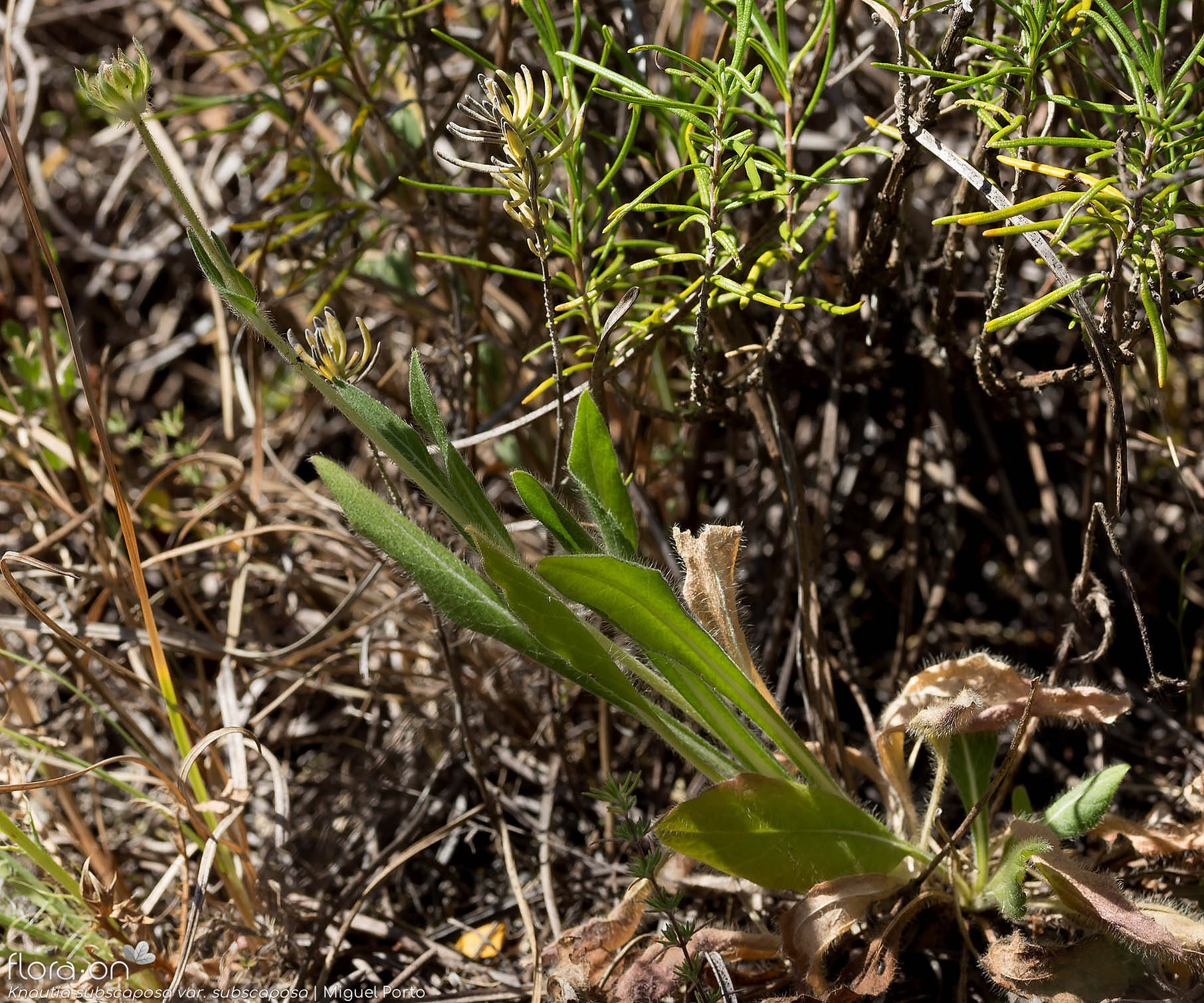 Knautia subscaposa subscaposa - Hábito | Miguel Porto; CC BY-NC 4.0