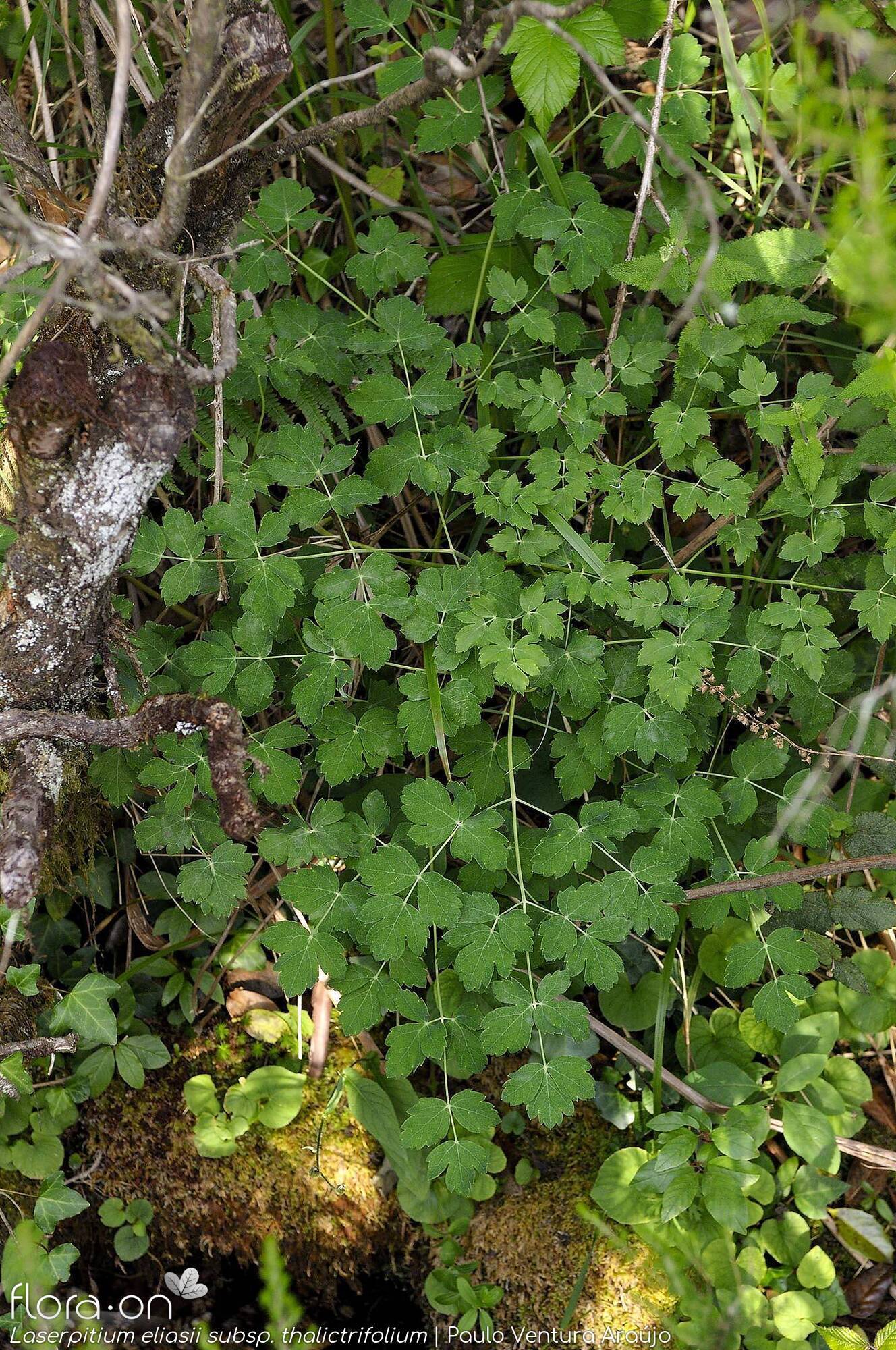 Laserpitium eliasii thalictrifolium - Folha (geral) | Paulo Ventura Araújo; CC BY-NC 4.0
