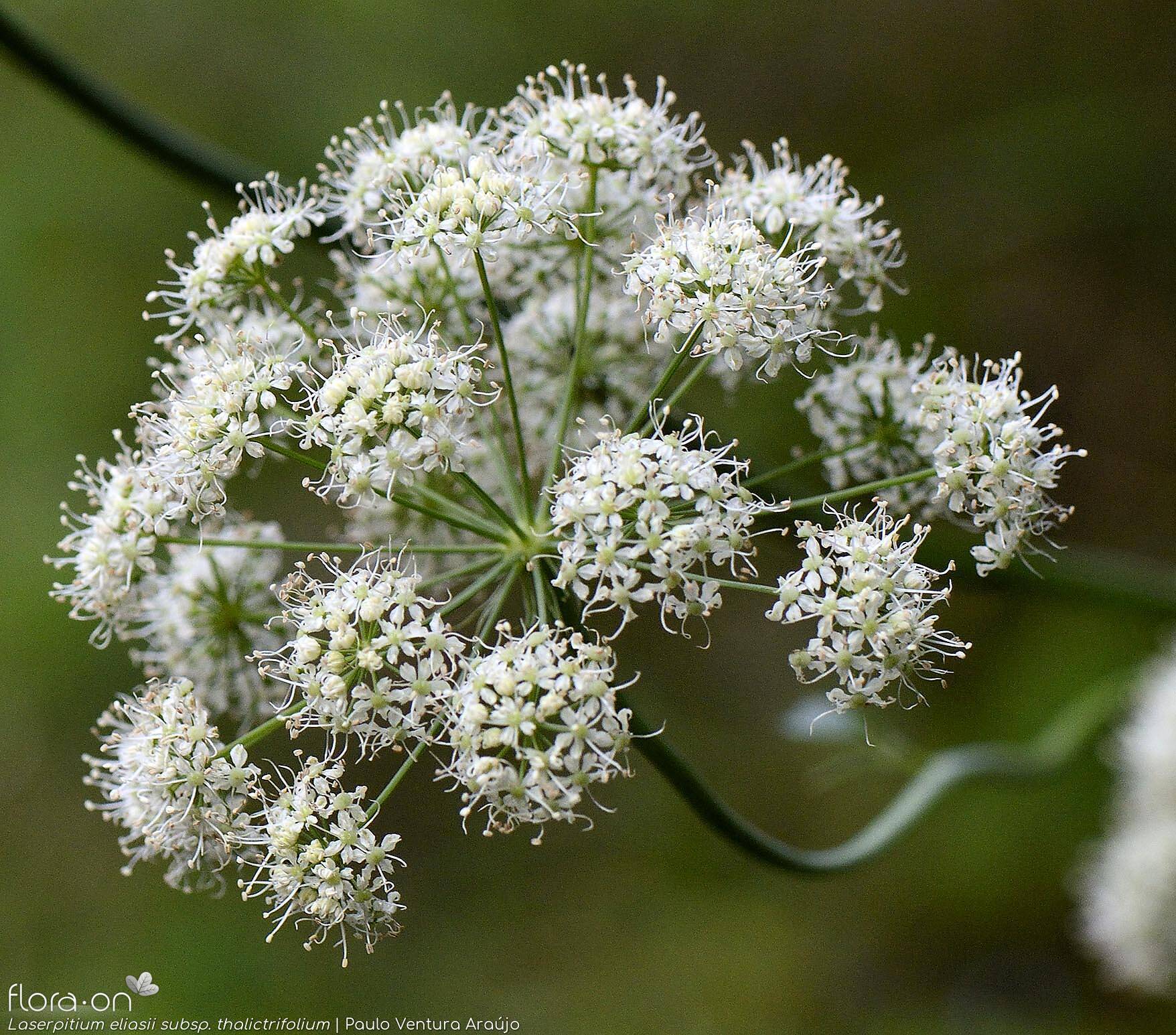 Laserpitium eliasii thalictrifolium - Flor (geral) | Paulo Ventura Araújo; CC BY-NC 4.0
