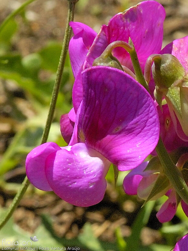 Lathyrus latifolius - Flor (close-up) | Paulo Ventura Araújo; CC BY-NC 4.0