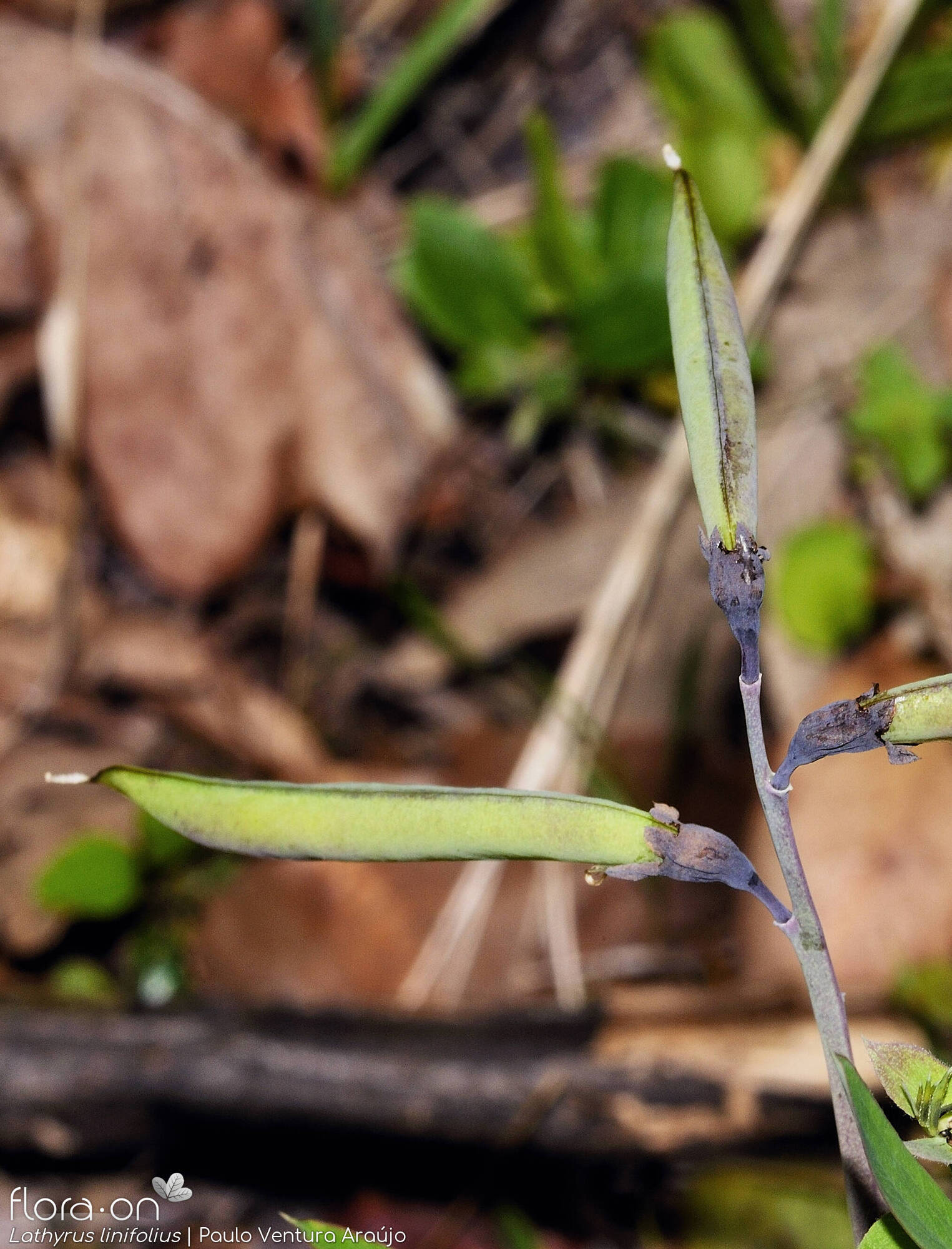 Lathyrus linifolius - Fruto | Paulo Ventura Araújo; CC BY-NC 4.0