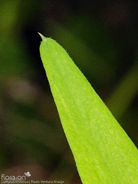 Lathyrus linifolius - Folha | Paulo Ventura Araújo; CC BY-NC 4.0