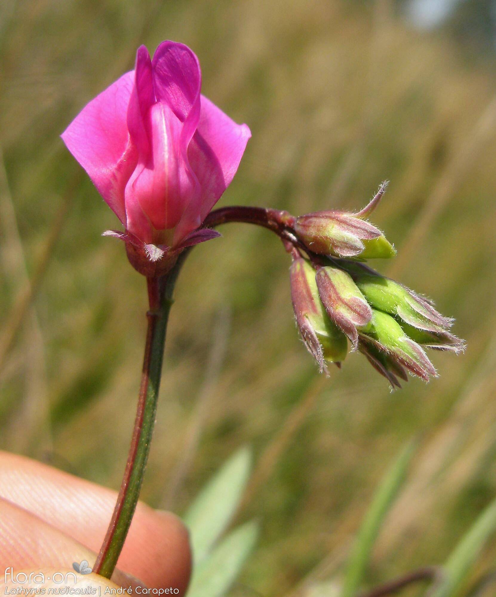 Lathyrus nudicaulis - Flor (close-up) | André Carapeto; CC BY-NC 4.0