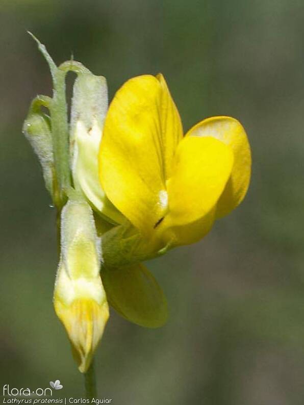 Lathyrus pratensis - Flor (close-up) | Carlos Aguiar; CC BY-NC 4.0