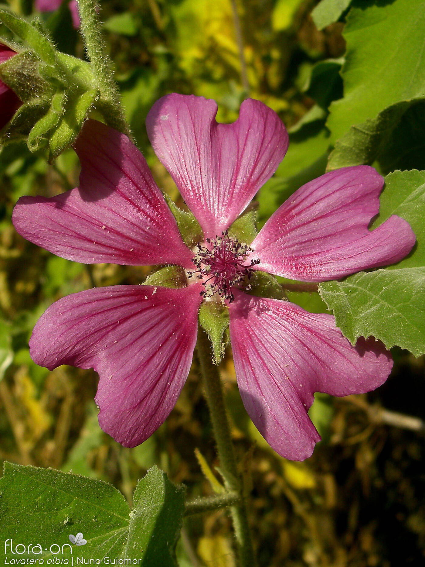 Lavatera olbia - Flor (close-up) | Nuno Guiomar; CC BY-NC 4.0