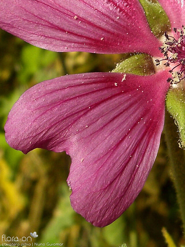 Lavatera olbia - Flor (close-up) | Nuno Guiomar; CC BY-NC 4.0