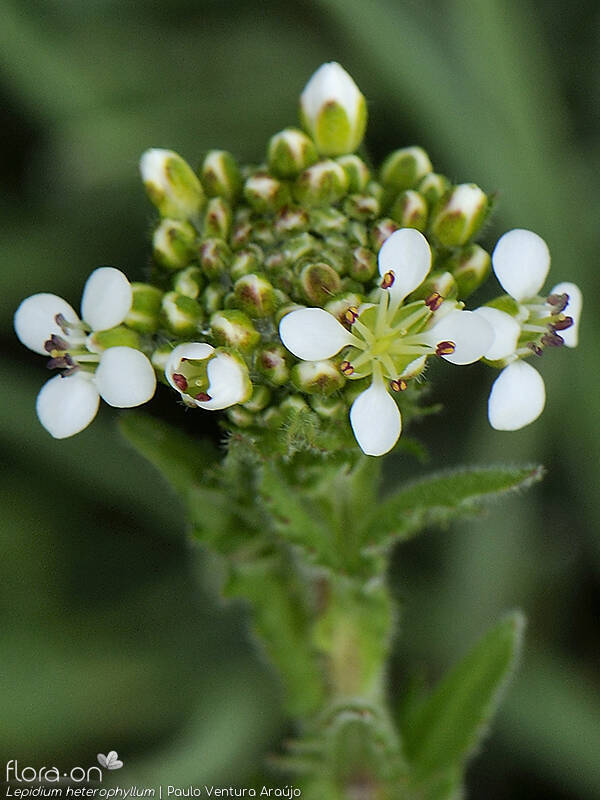 Lepidium heterophyllum - Flor (geral) | Paulo Ventura Araújo; CC BY-NC 4.0
