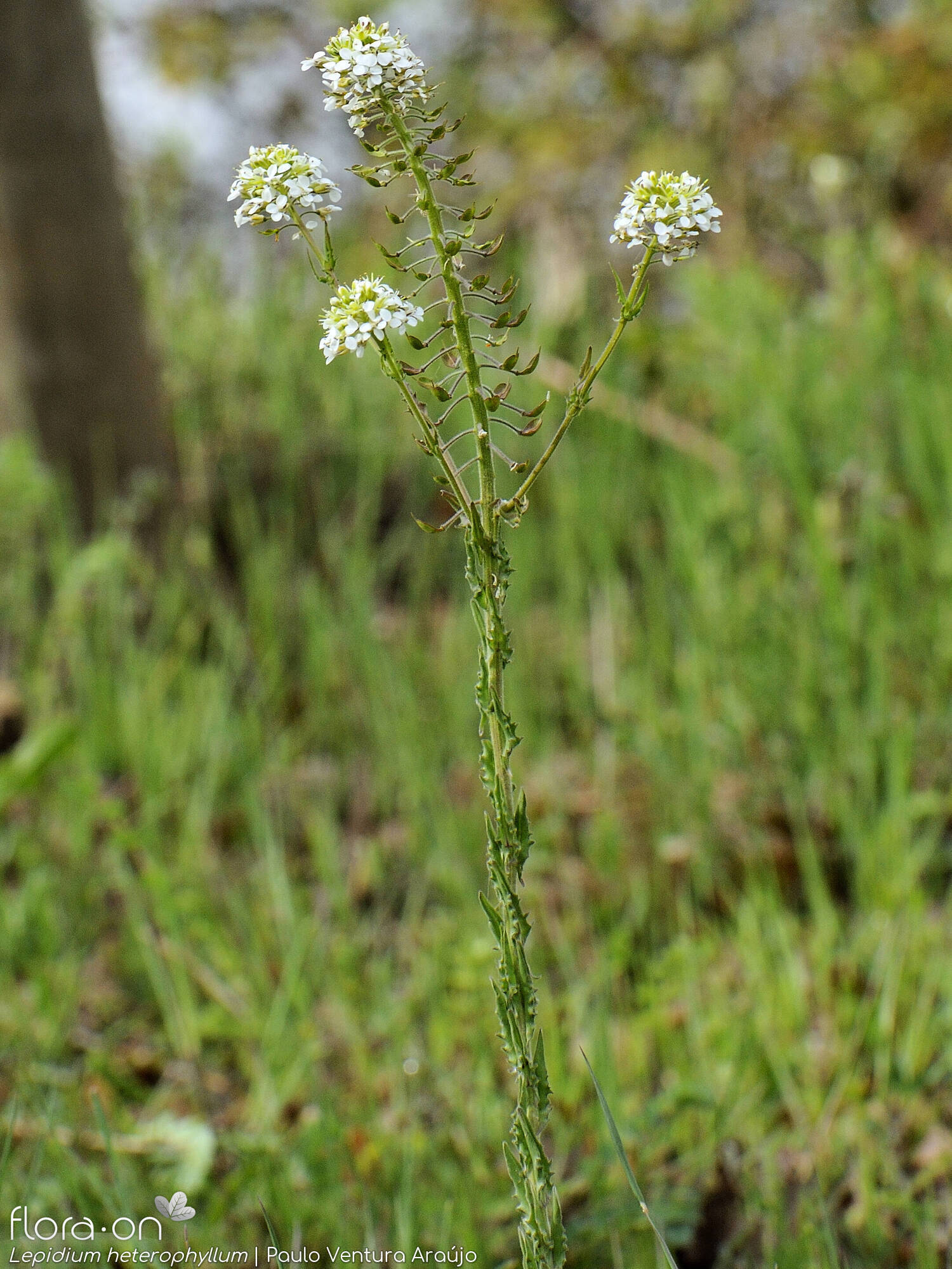 Lepidium heterophyllum - Hábito | Paulo Ventura Araújo; CC BY-NC 4.0