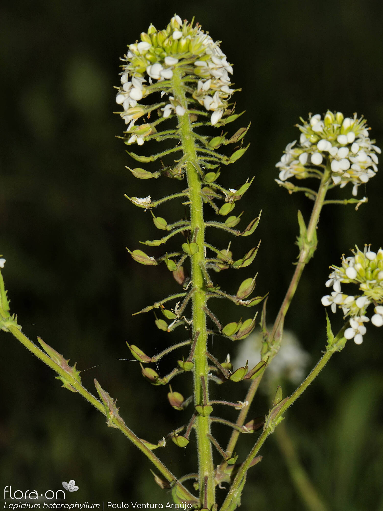 Lepidium heterophyllum - Flor (geral) | Paulo Ventura Araújo; CC BY-NC 4.0
