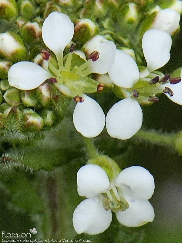 Lepidium heterophyllum - Flor (close-up) | Paulo Ventura Araújo; CC BY-NC 4.0
