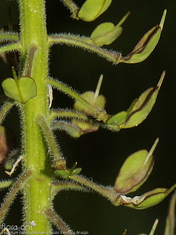 Lepidium heterophyllum - Fruto | Paulo Ventura Araújo; CC BY-NC 4.0