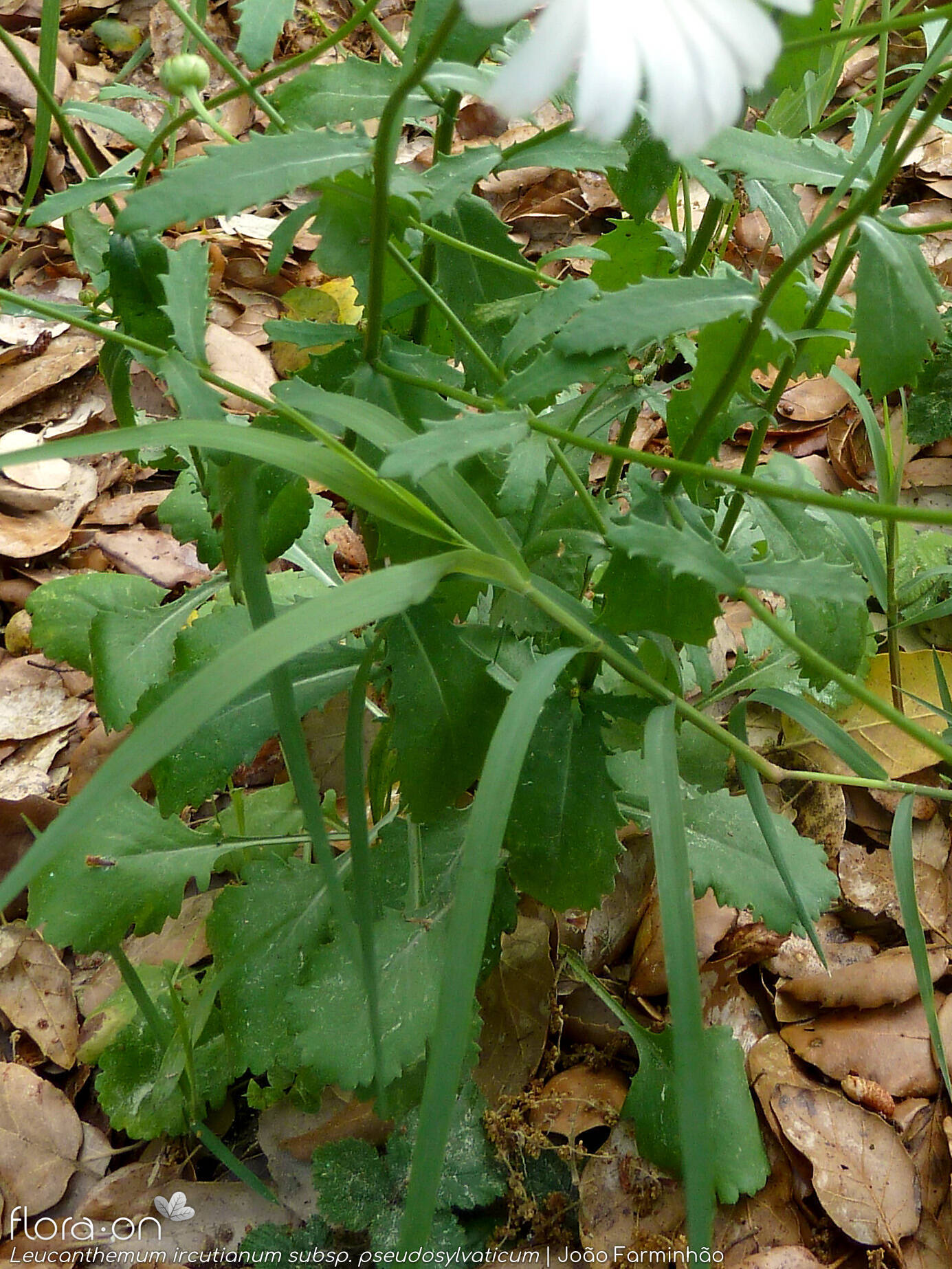 Leucanthemum ircutianum pseudosylvaticum - Folha (geral) | João Farminhão; CC BY-NC 4.0
