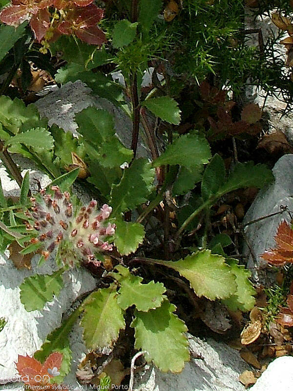 Leucanthemum sylvaticum - Folha (geral) | Miguel Porto; CC BY-NC 4.0