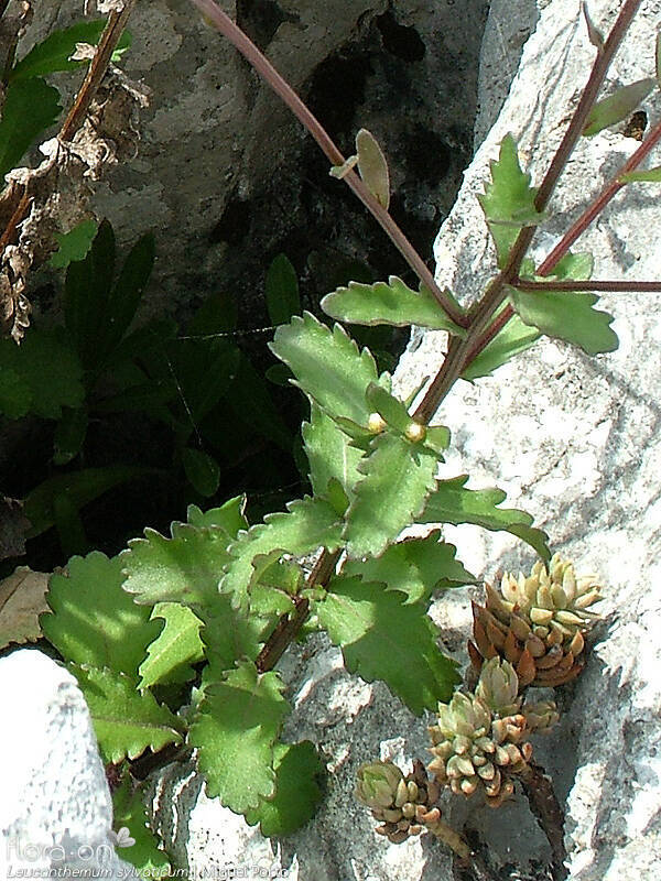 Leucanthemum sylvaticum - Folha | Miguel Porto; CC BY-NC 4.0