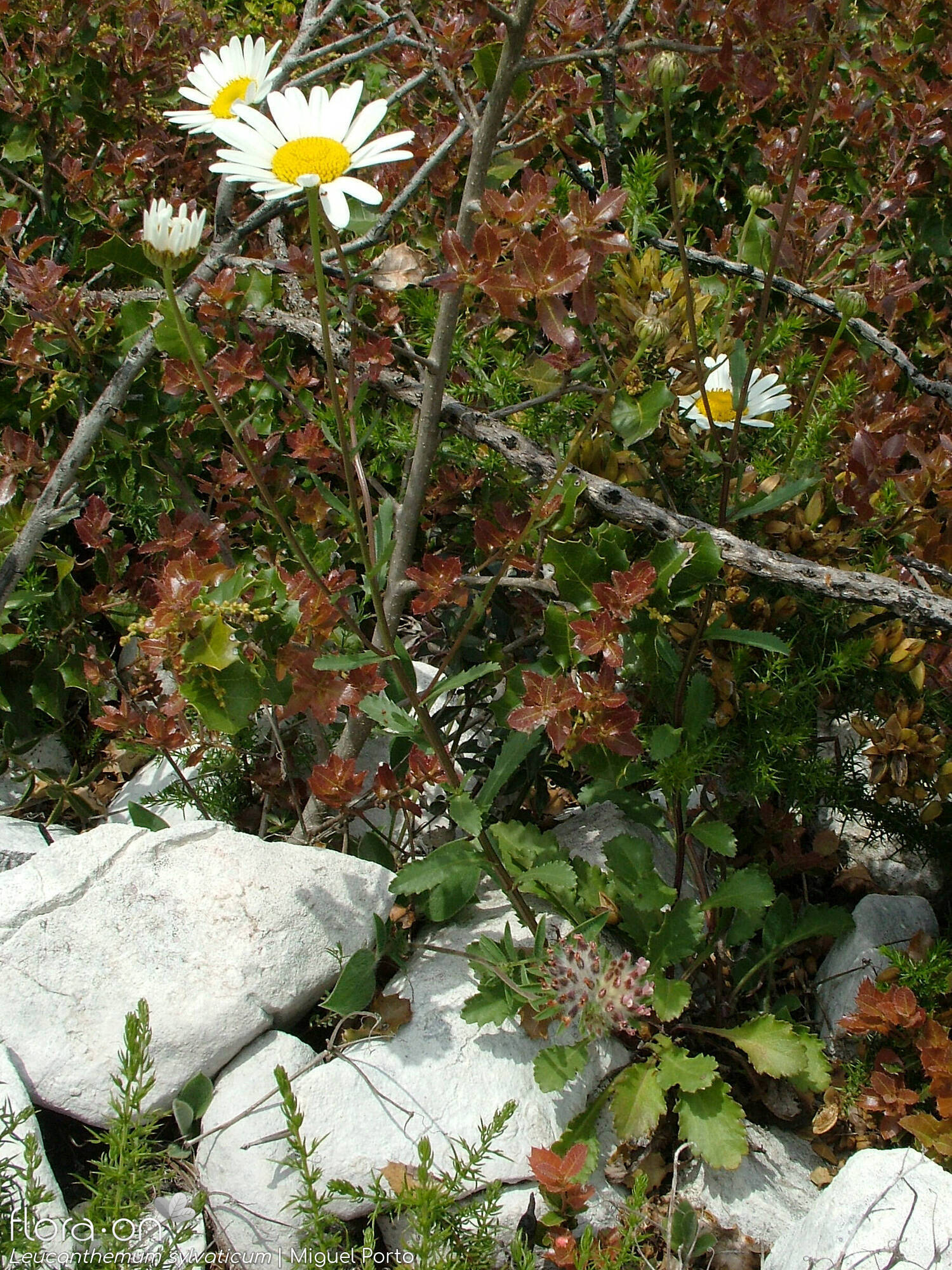 Leucanthemum sylvaticum - Hábito | Miguel Porto; CC BY-NC 4.0