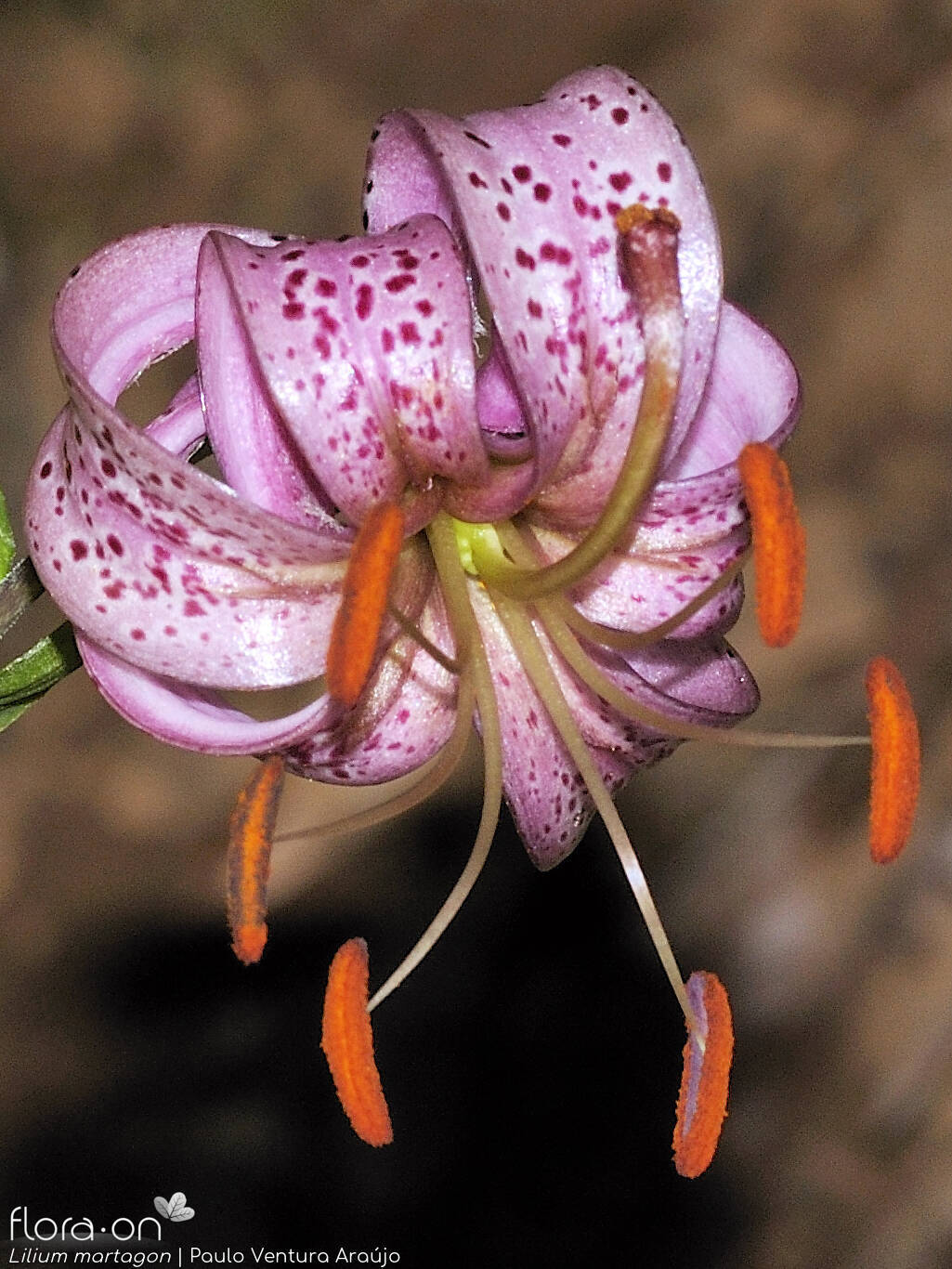 Lilium martagon - Flor (close-up) | Paulo Ventura Araújo; CC BY-NC 4.0