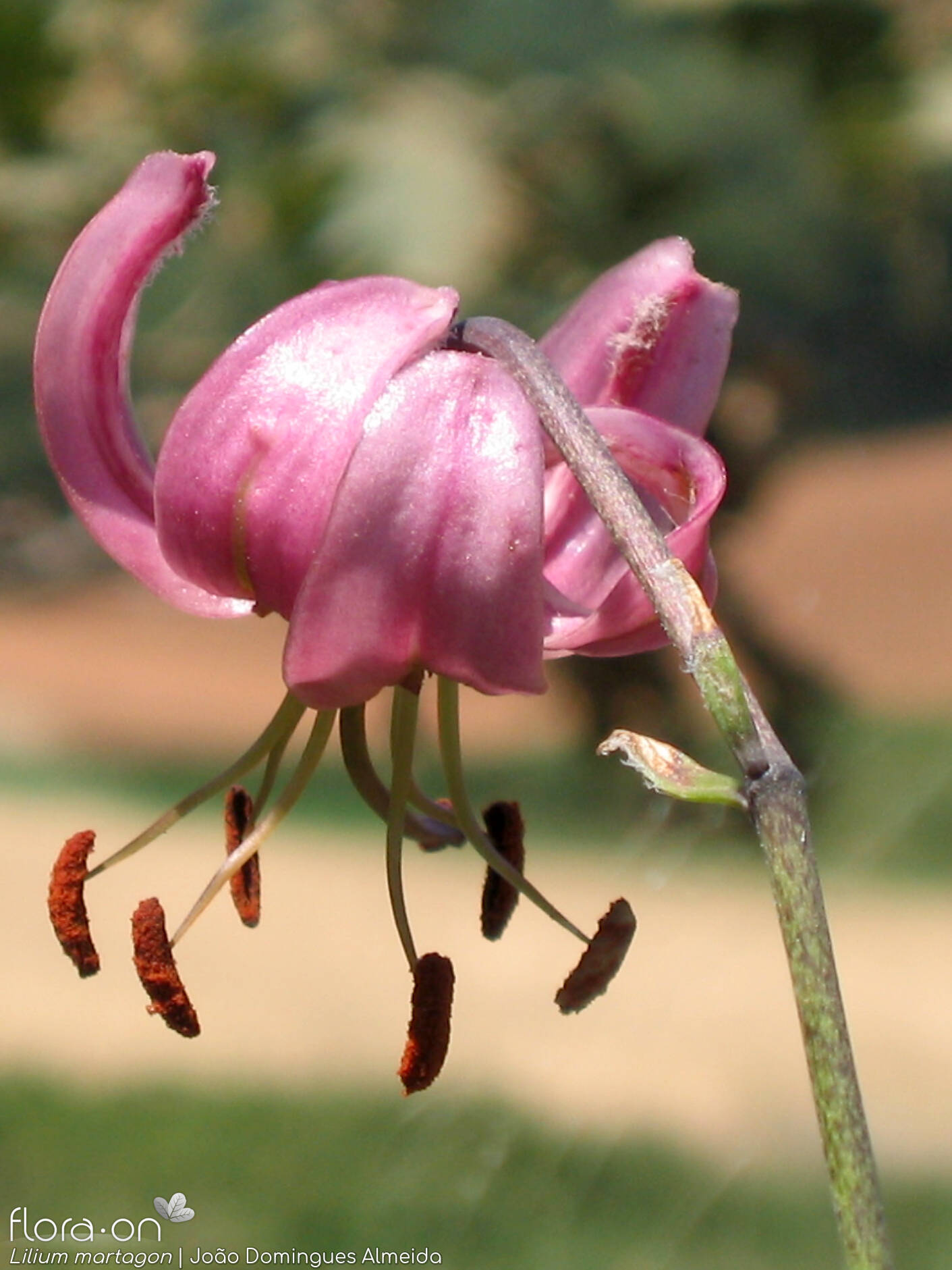 Lilium martagon - Flor (close-up) | João Domingues Almeida; CC BY-NC 4.0